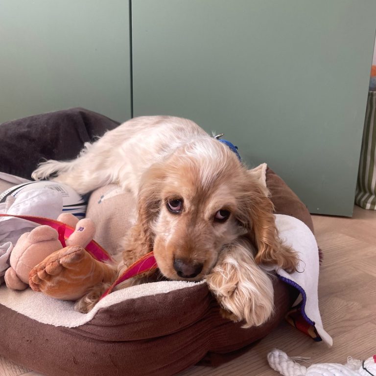 Group Dog Walk in Upper Broughton