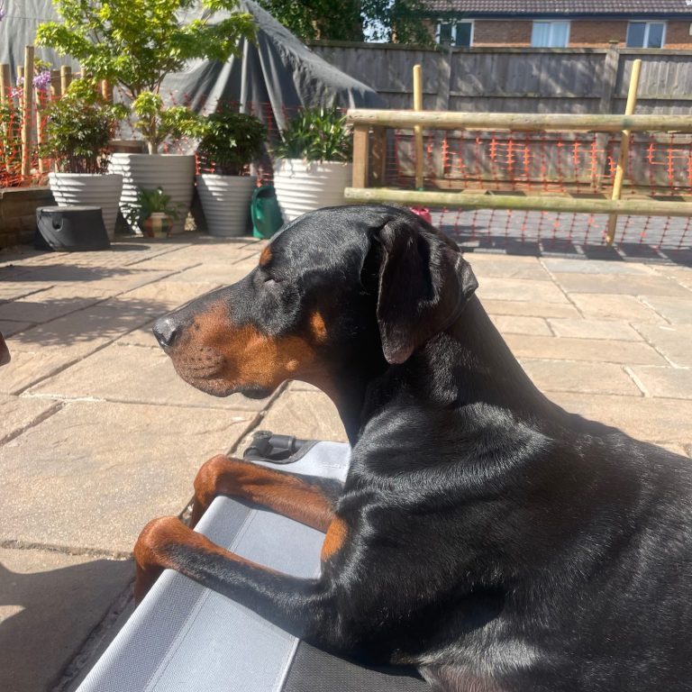 Dog Home Visit in Widmerpool